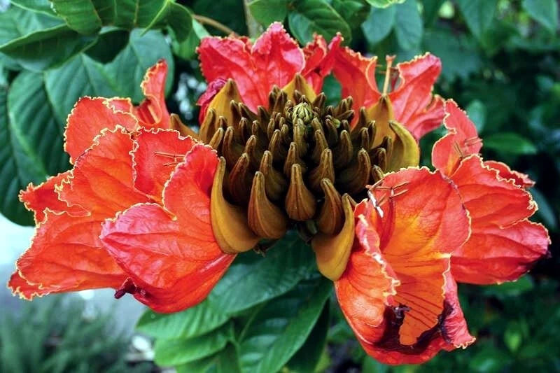 African Tulip Magnolia Tree Seeds – Spathodea campanulata, “Flame of the Forest”