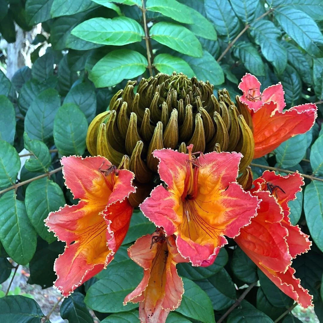 African Tulip Magnolia Tree Seeds – Spathodea campanulata, “Flame of the Forest”