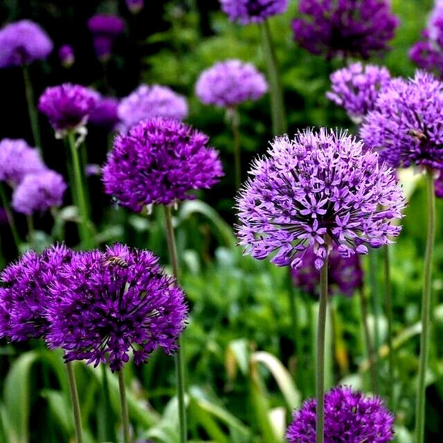 Purple Sensation allium flowers in a garden setting