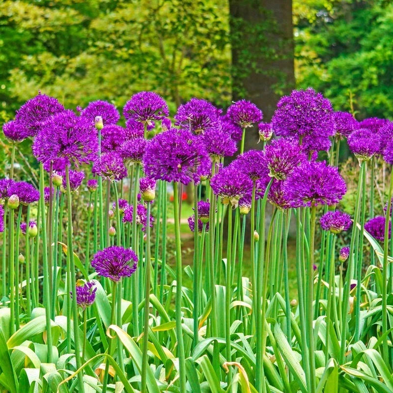Purple sensation allium flowers in a garden setting with green foliage.