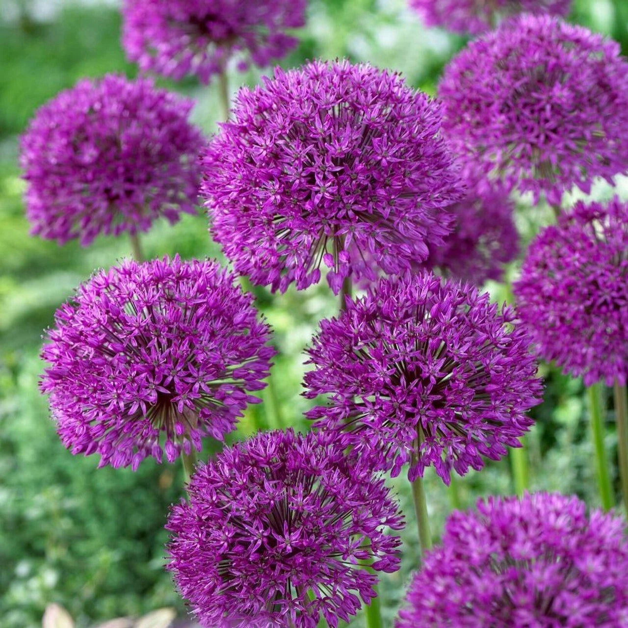 Close-up of purple sensation allium (Allium aflatunense) flowers with a blurred green background