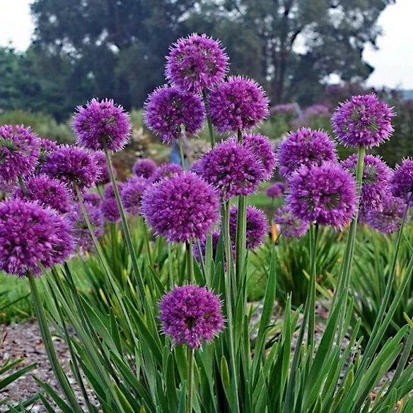 Purple sensation allium flowers with green leaves in a garden setting