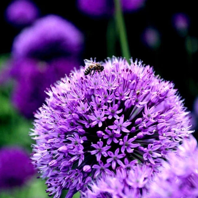 Purple Sensation Allium flower with a bee on it against a blurred natural background