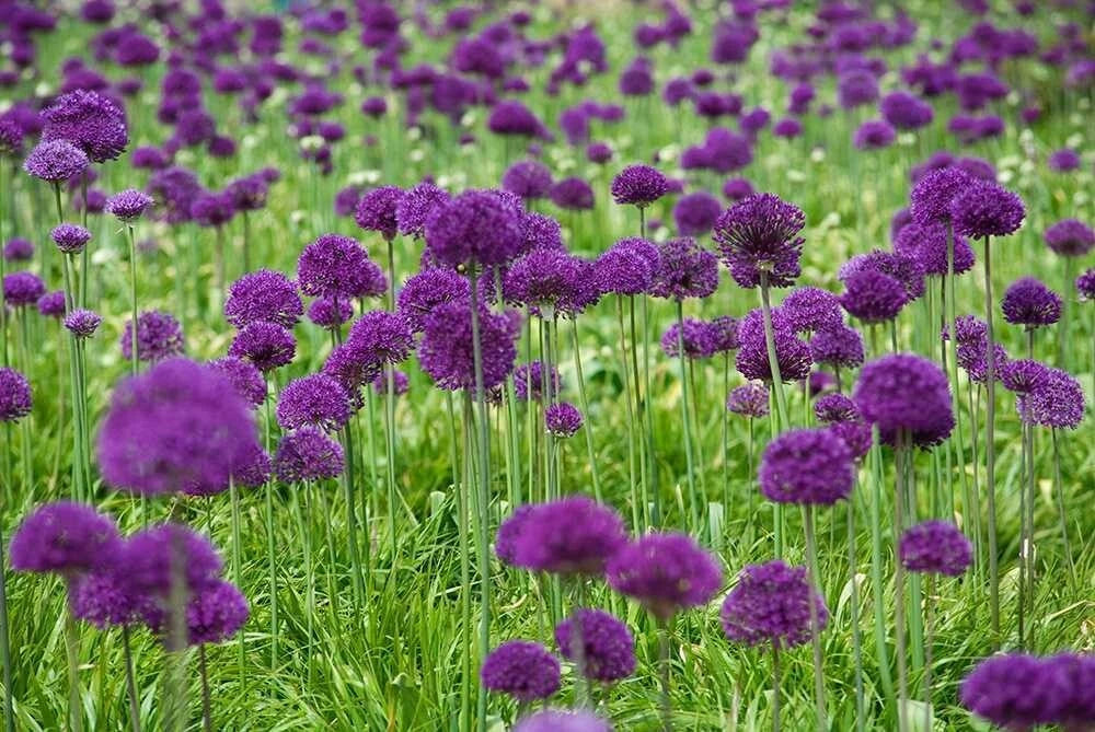 Field of purple allium flowers with green grass