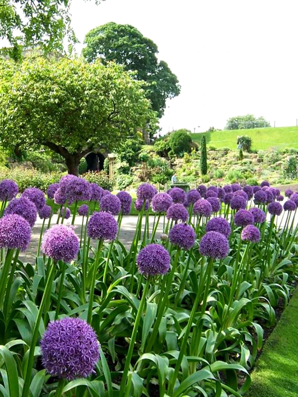 Row of purple sensation allium flowers in a garden with green trees and grass in the background