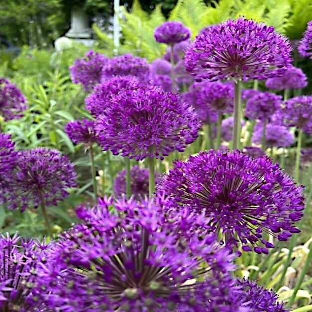 Purple allium flowers in a garden setting with green foliage.