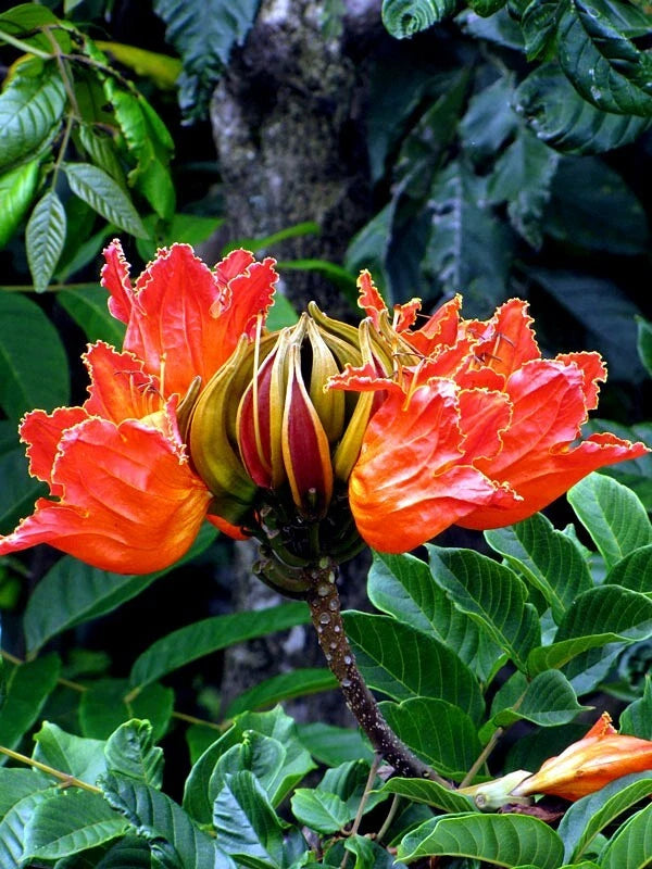 African Tulip Magnolia Tree Seeds – Spathodea campanulata, “Flame of the Forest”