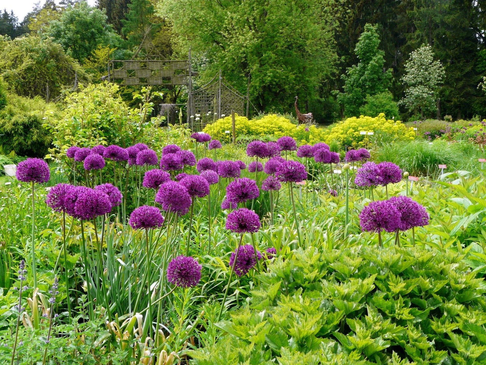 Purple allium flowers in a garden with greenery and trees in the background