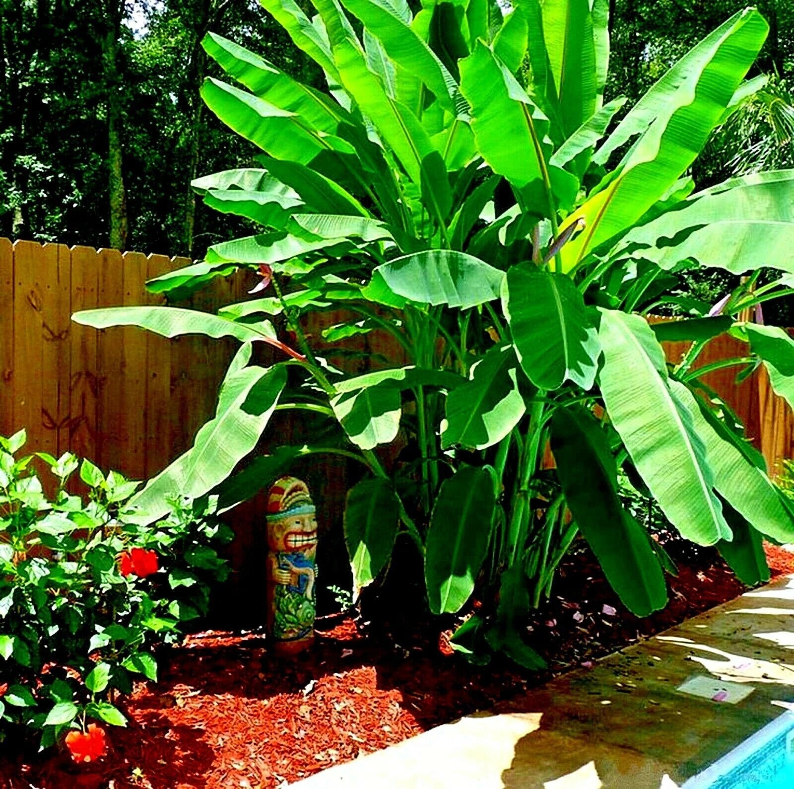 Dwarf musa banana plant in a garden with a wooden fence and pool area.