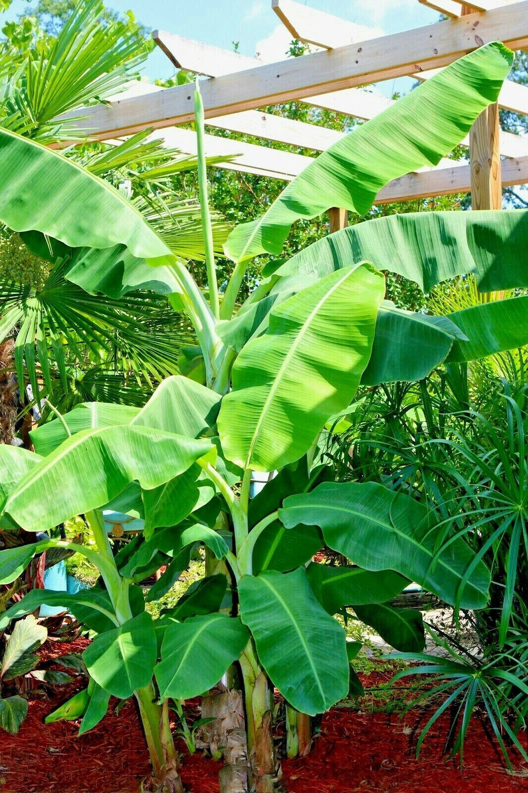 Banana plant with large green leaves in a garden setting