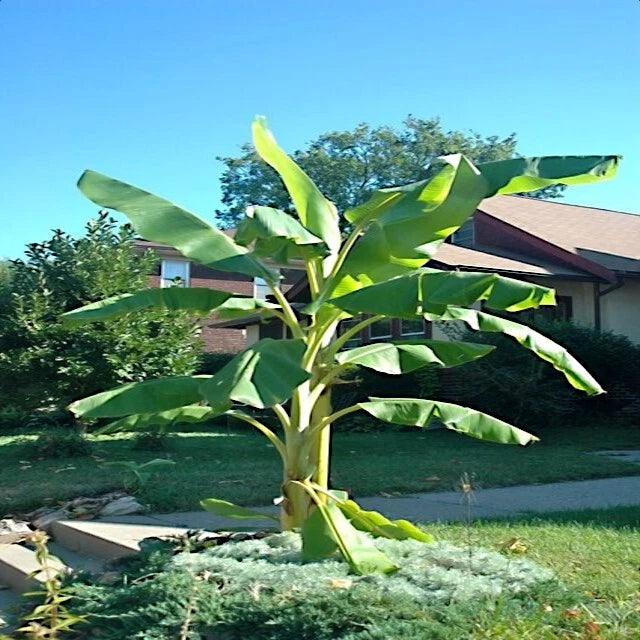 green dwarf banana plant in a garden with a house and trees in the background