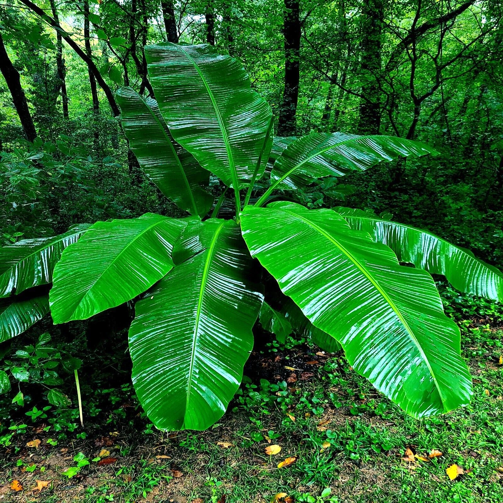 Large green leaves of a dwarf musa banana plant in a forest setting