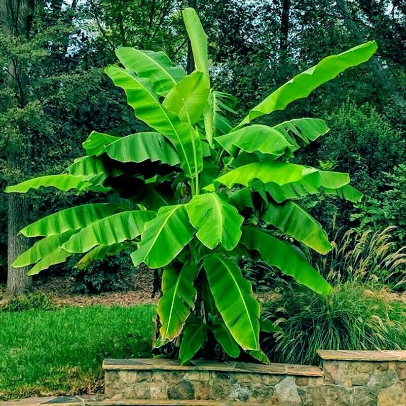 Large green dwarf banana plant in a garden setting with trees and grass in the background