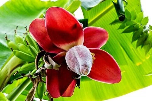 Red banana flower with green leaves in the background
