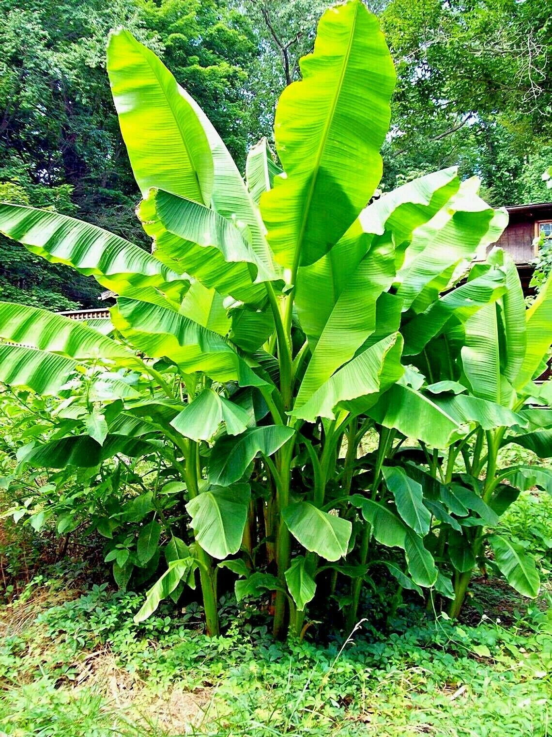 green leaves of a dwarf banana plant in a natural setting