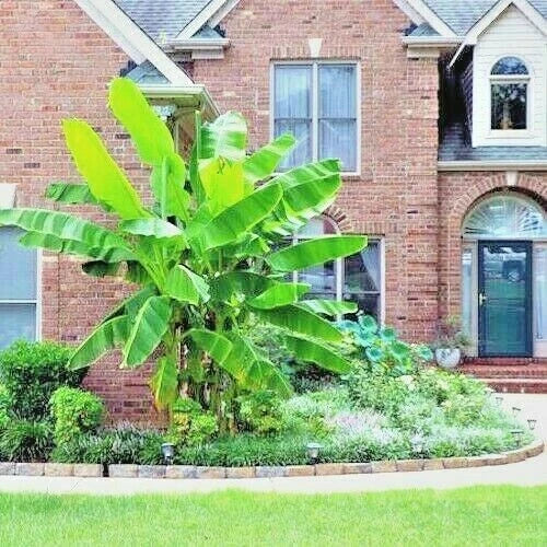 green dwarf banana plant in a garden with a brick house in the background