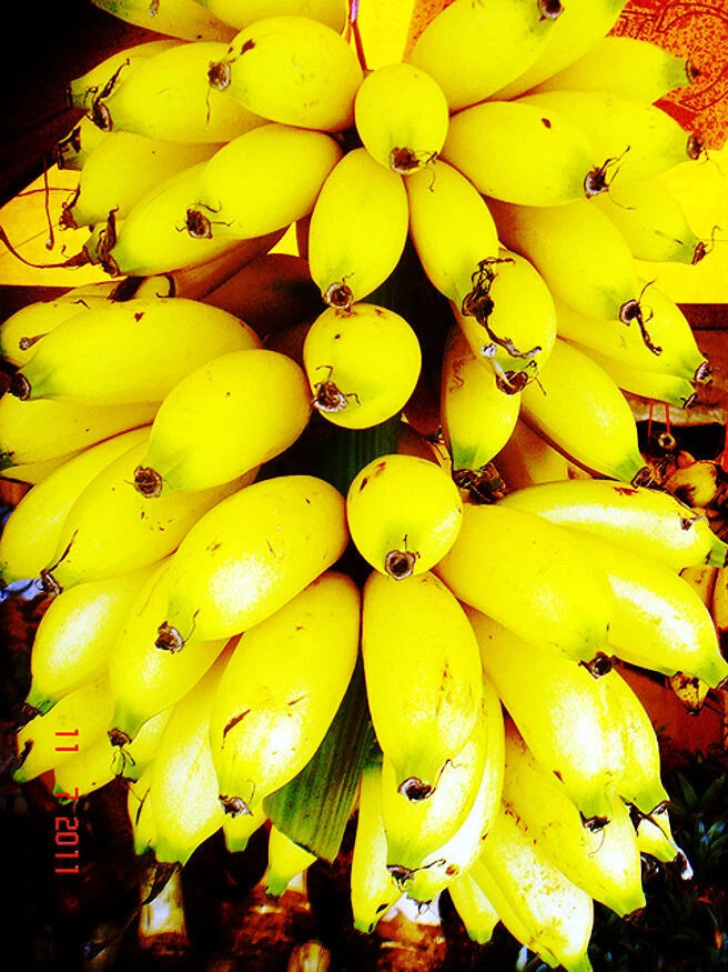 Close-up of a bunch of yellow bananas with a blurred background