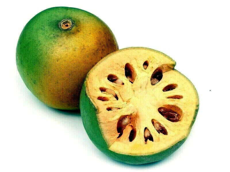 Bael Fruit Tree Seeds (Aegle marmelos) Bengal Quince Stone Apple Plant RARE!