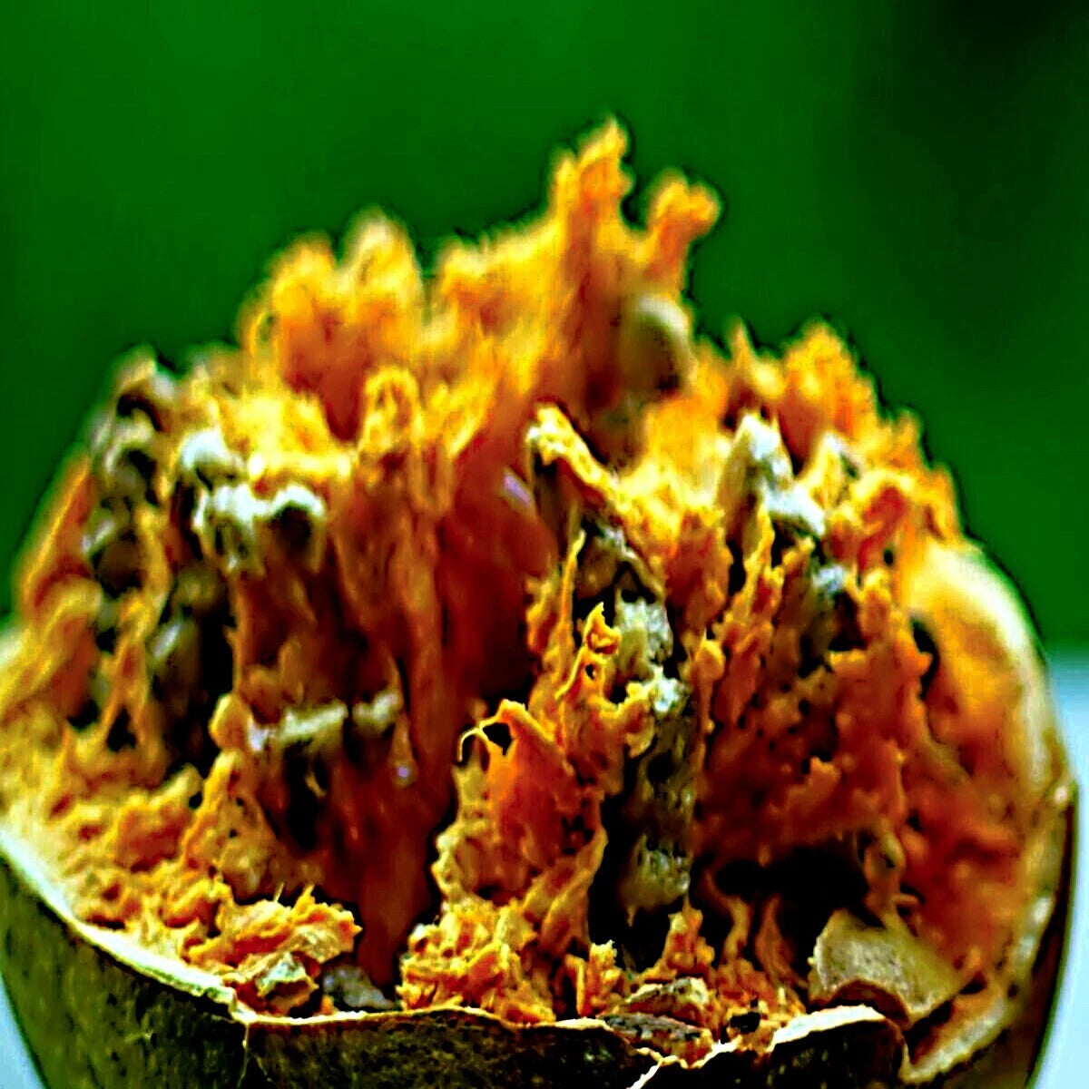 Bael Fruit Tree Seeds (Aegle marmelos) Bengal Quince Stone Apple Plant RARE!