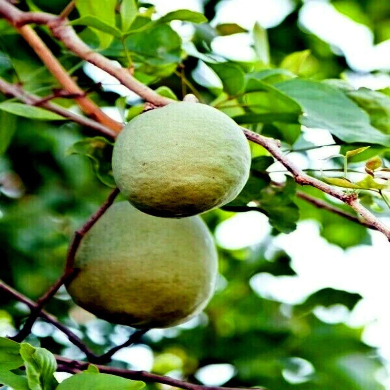 Bael Fruit Tree Seeds (Aegle marmelos) Bengal Quince Stone Apple Plant RARE!