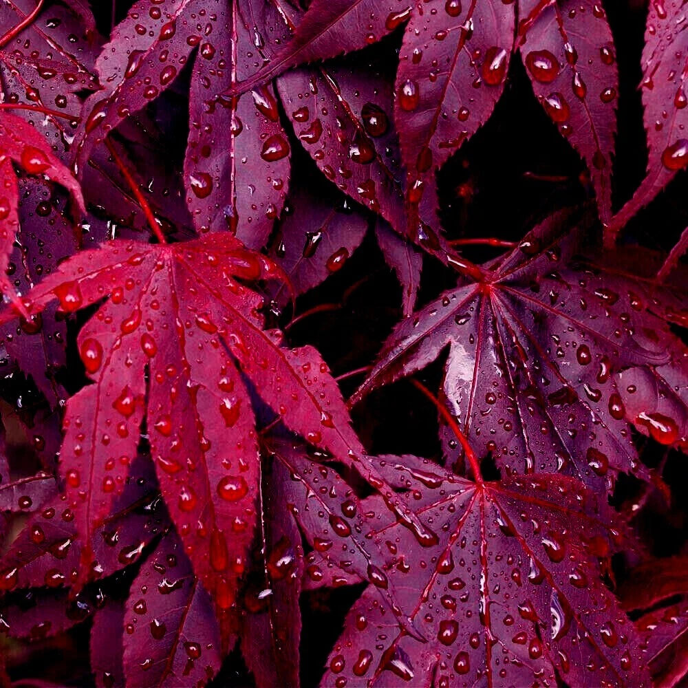 Close-up of purple Bloodgood Maple leaves with water droplets on a dark background