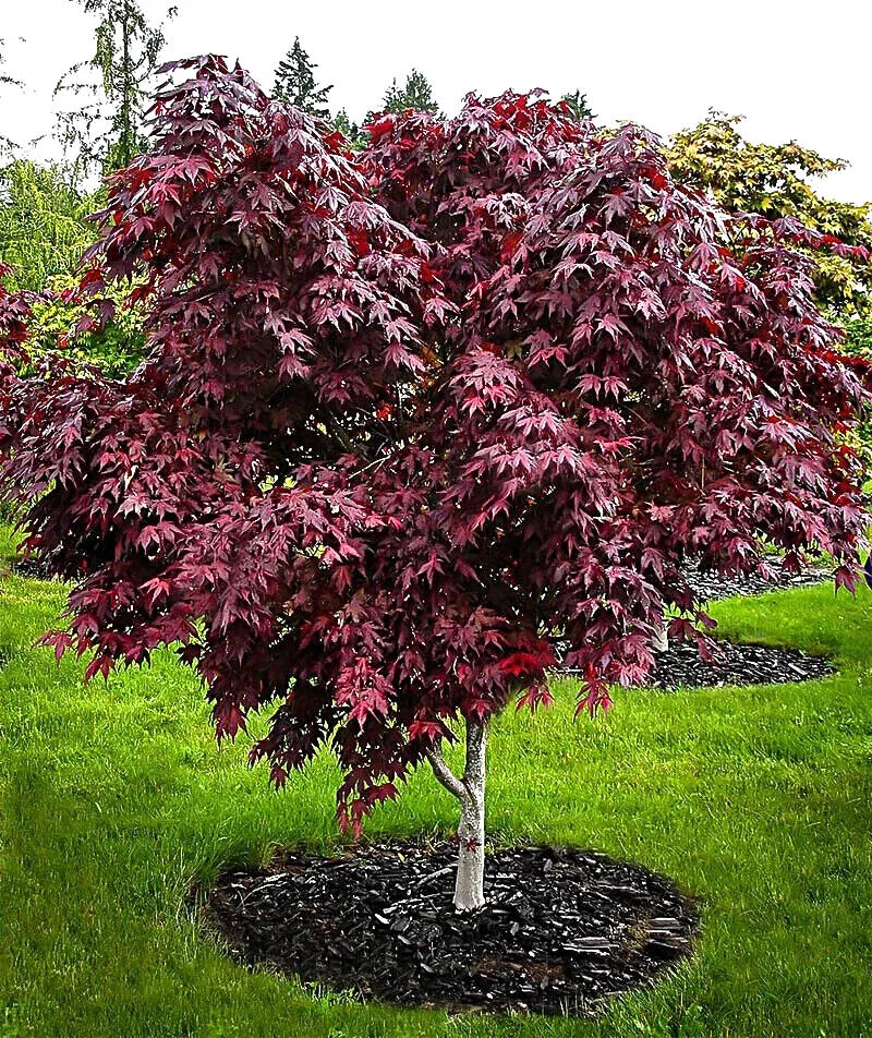 Bloodgood Maple Tree with red-purple leaves on a grassy lawn