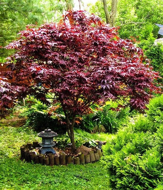 Red-leaved bloodgood maple tree in a garden with a stone lantern and greenery