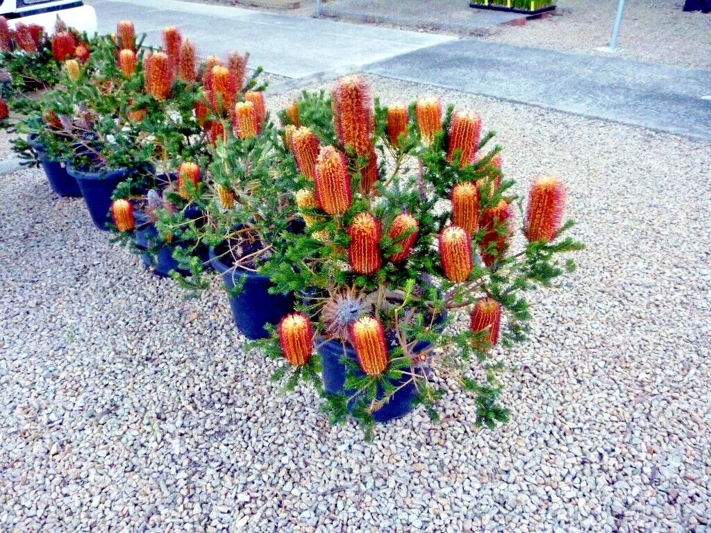 Lantern Fireworks (Banksia ericifolia) "Little Eric" Tree Seeds Flower RARE