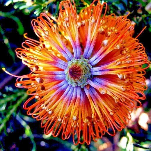Lantern Fireworks (Banksia ericifolia) "Little Eric" Tree Seeds Flower RARE