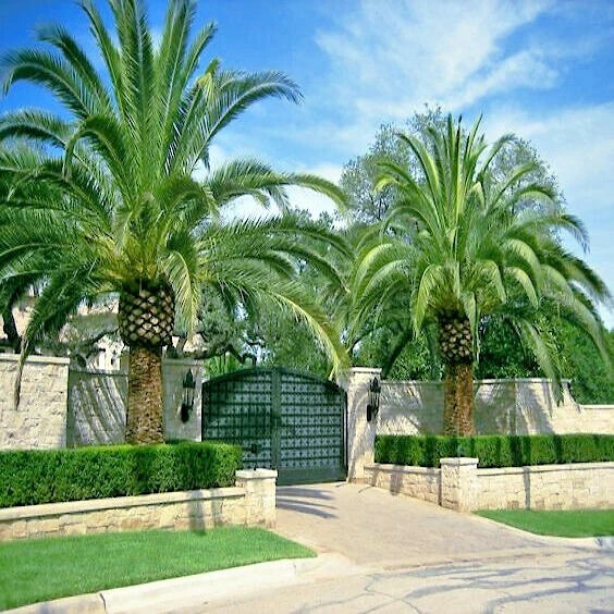 CANARY ISLAND DATE PALM Tree Seeds (Phoenix Canariensis) Hardy Fruit Plant
