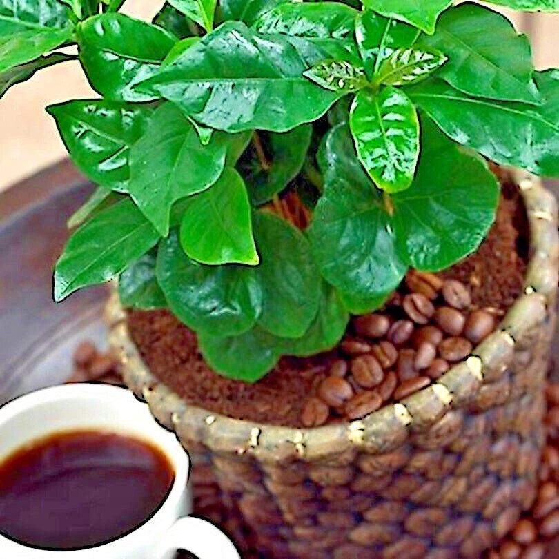 Coffea arabica Seeds – Exotic Tropical Coffee Bean Tree, Indoor House Plant, Rare