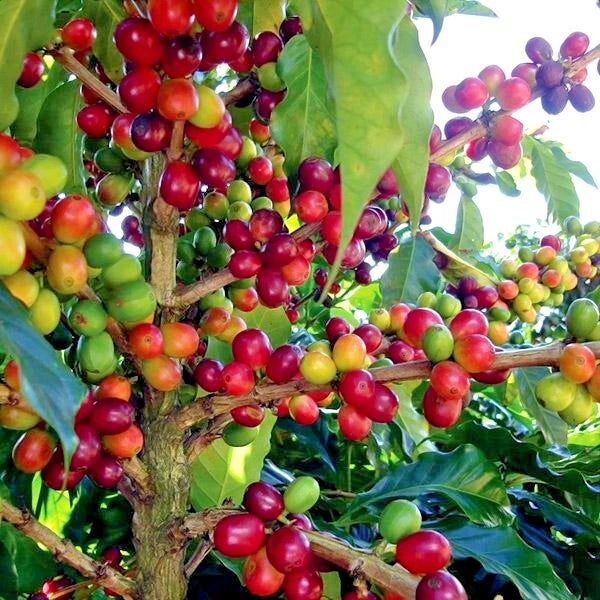 Coffea arabica Seeds – Exotic Tropical Coffee Bean Tree, Indoor House Plant, Rare