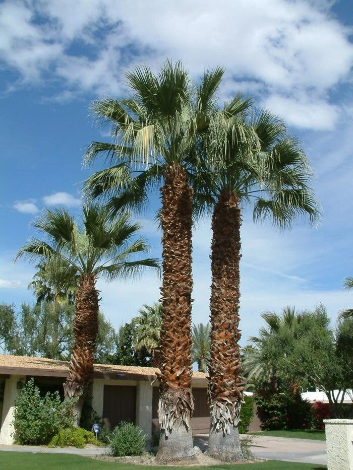 Three California desert fan palm trees in a front yard with a clear blue sky.