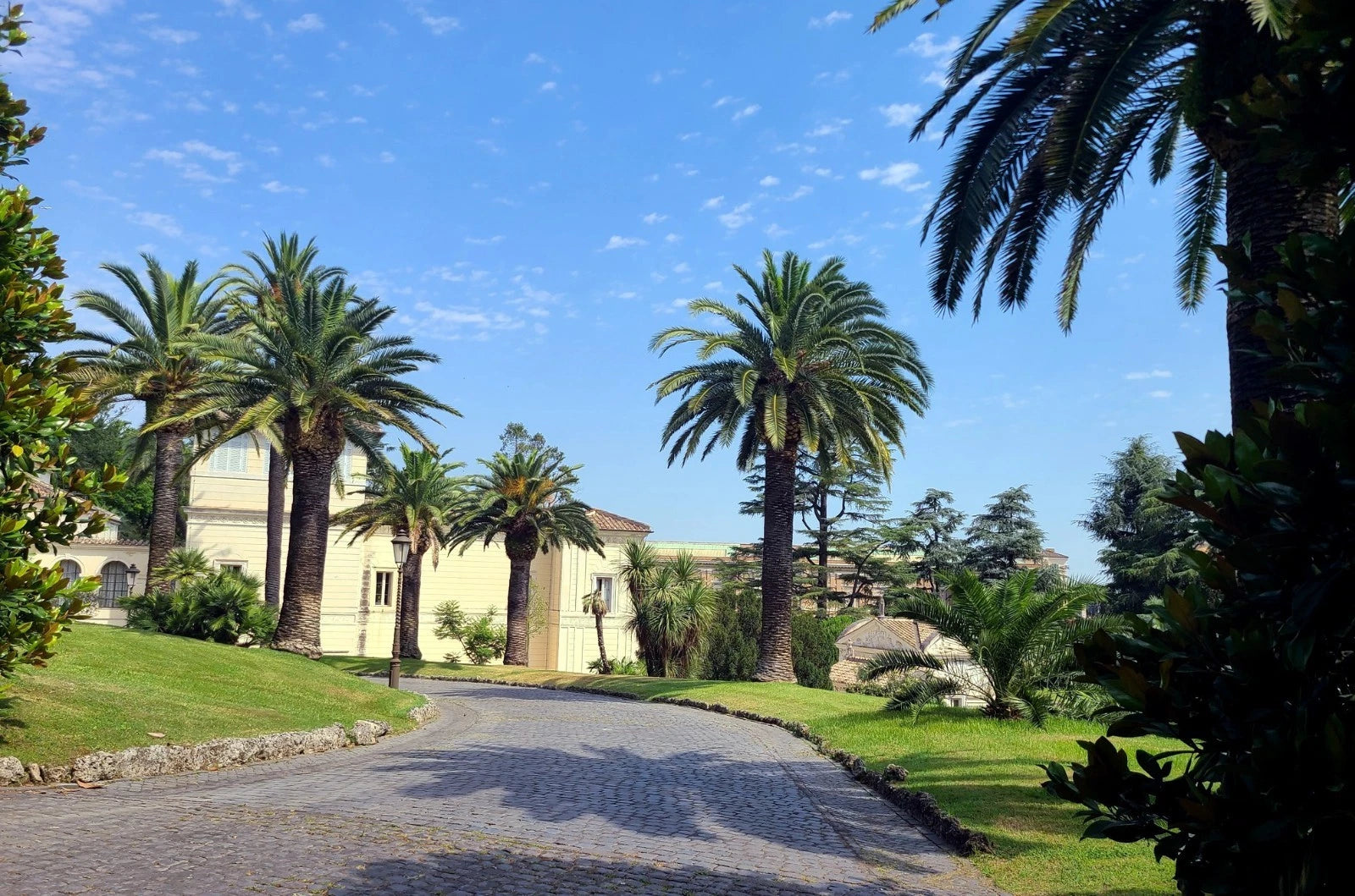 CANARY ISLAND DATE PALM Tree Seeds (Phoenix Canariensis) Hardy Fruit Plant