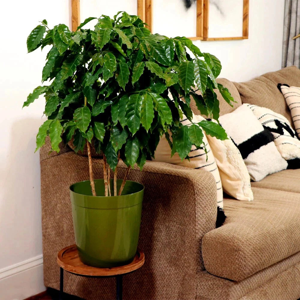 Coffea arabica Seeds – Exotic Tropical Coffee Bean Tree, Indoor House Plant, Rare