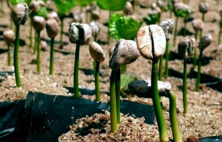 Coffea arabica Seeds – Exotic Tropical Coffee Bean Tree, Indoor House Plant, Rare