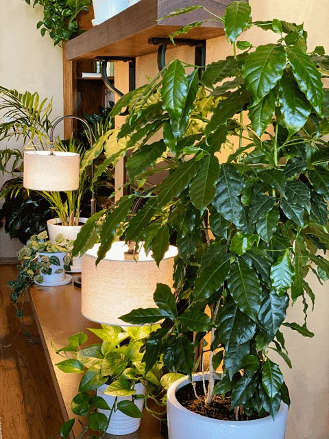 Coffea arabica Seeds – Exotic Tropical Coffee Bean Tree, Indoor House Plant, Rare