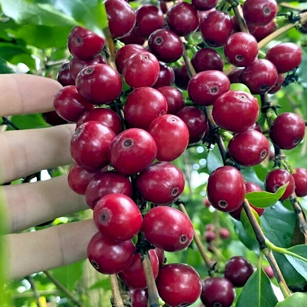 Coffea arabica Seeds – Exotic Tropical Coffee Bean Tree, Indoor House Plant, Rare