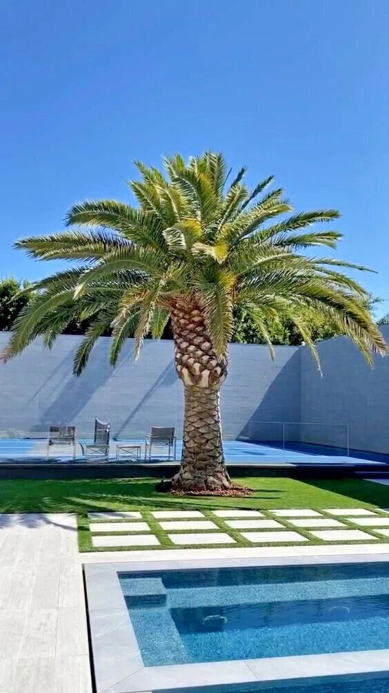 CANARY ISLAND DATE PALM Tree Seeds (Phoenix Canariensis) Hardy Fruit Plant