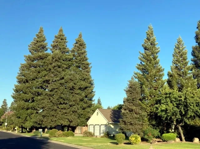 Neighborhood street with houses and large evergreen California Coast Redwood trees under a clear blue sky.