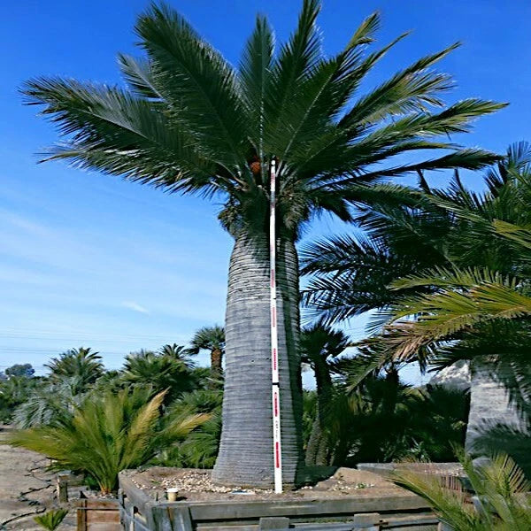 Chilean Wine Palm Seeds – Jubaea chilensis, Largest Palm in the World, Hardy to Zone 8