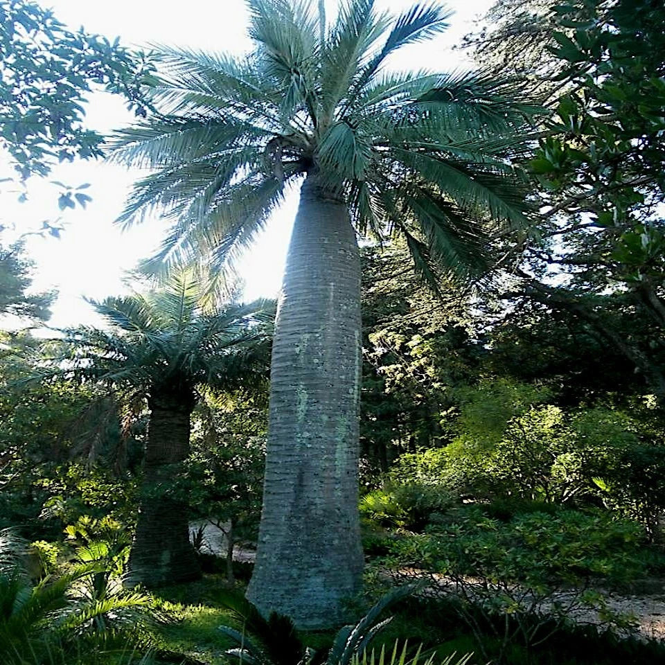 Chilean Wine Palm Seeds – Jubaea chilensis, Largest Palm in the World, Hardy to Zone 8