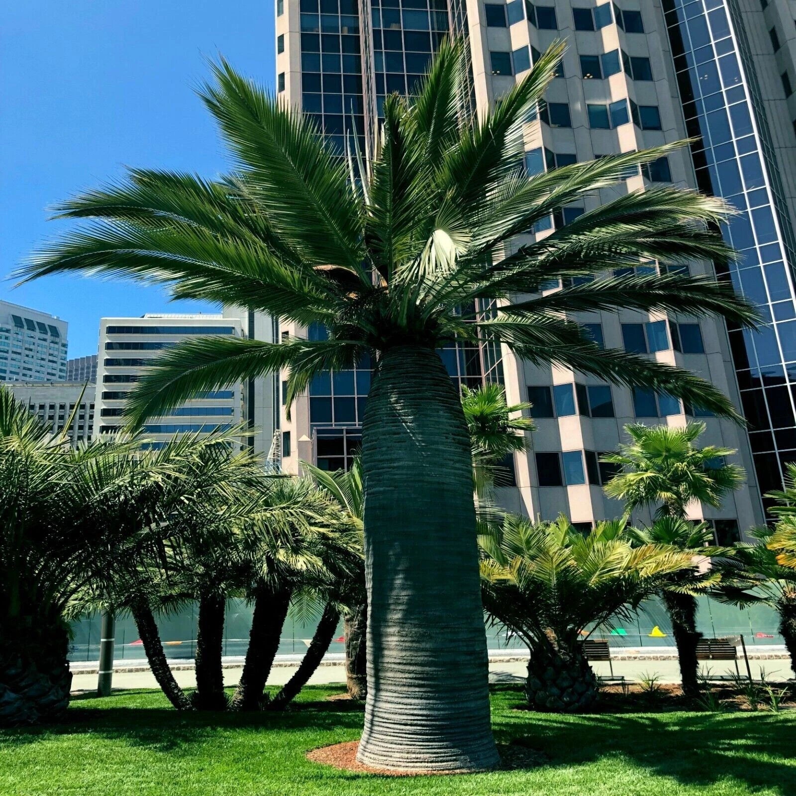 Chilean Wine Palm Seeds – Jubaea chilensis, Largest Palm in the World, Hardy to Zone 8