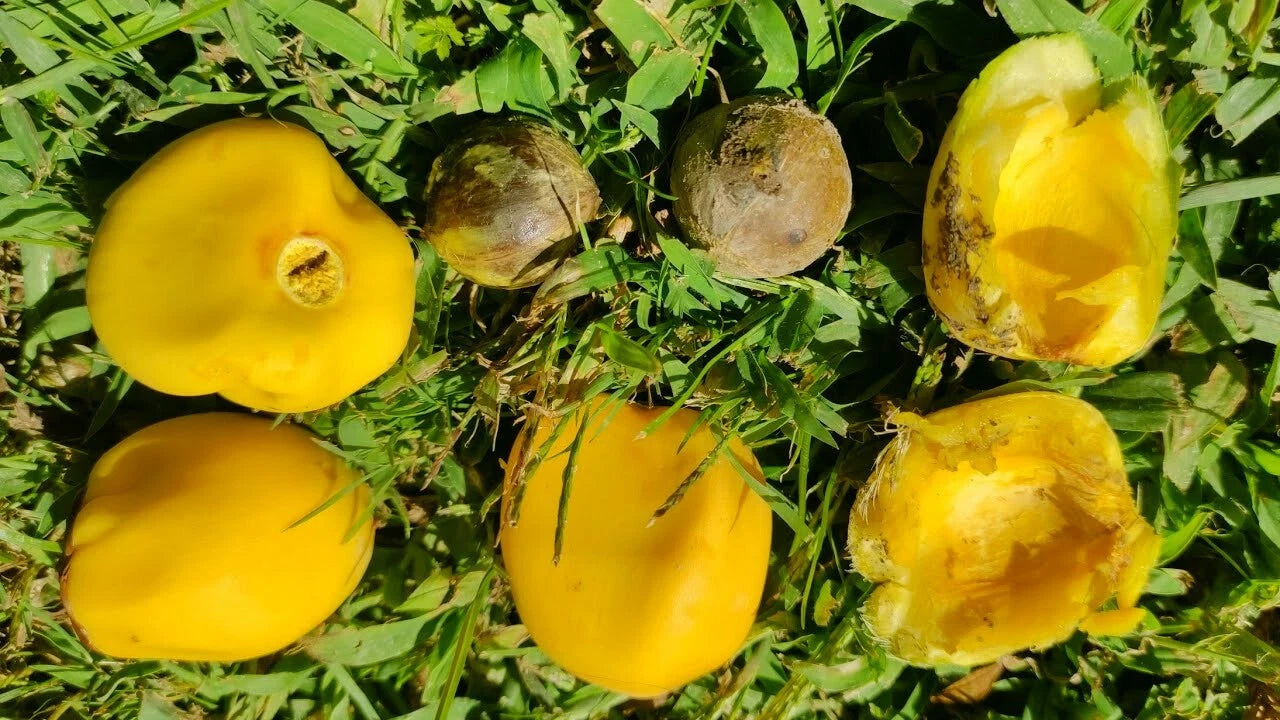 Chilean Wine Palm Seeds – Jubaea chilensis, Largest Palm in the World, Hardy to Zone 8