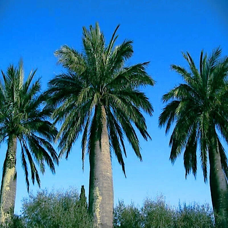 Chilean Wine Palm Seeds – Jubaea chilensis, Largest Palm in the World, Hardy to Zone 8