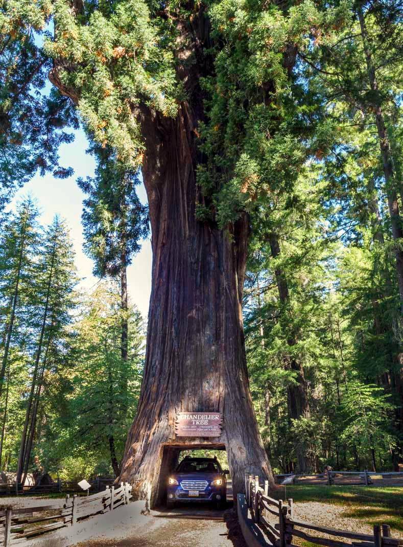 Large California Coast Redwood tree with a car driving through its hollow trunk, surrounded by forest.