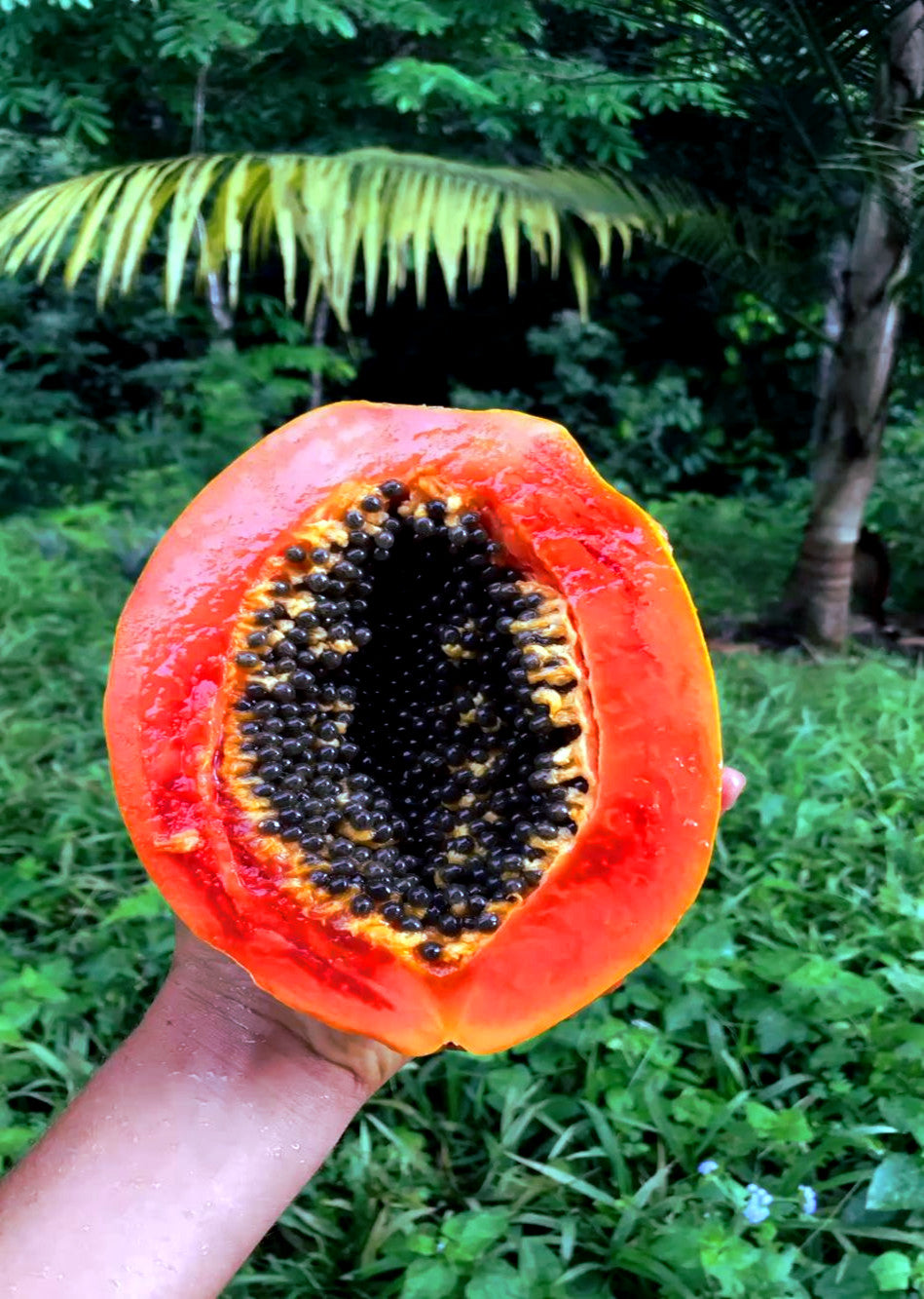 Caribbean “Red Lady” Carica Papaya Seeds – Large Melon Fruit Tree, Indoor Plant