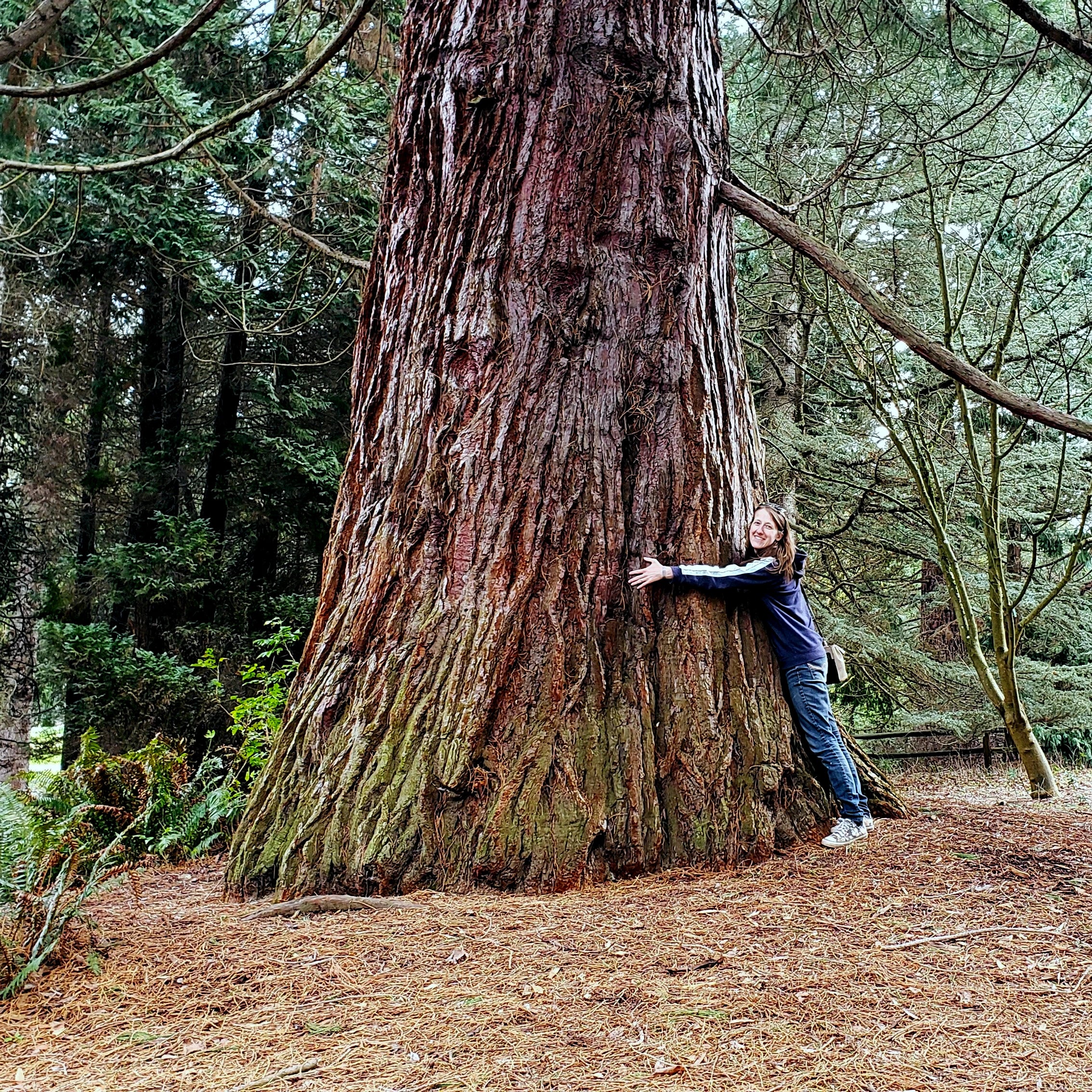 Person embracing a large California Coast Redwood tree in a forest