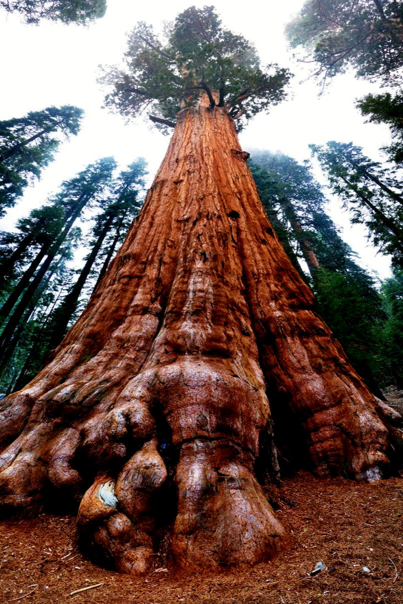 Tall sequoia tree with a thick trunk in a forest setting