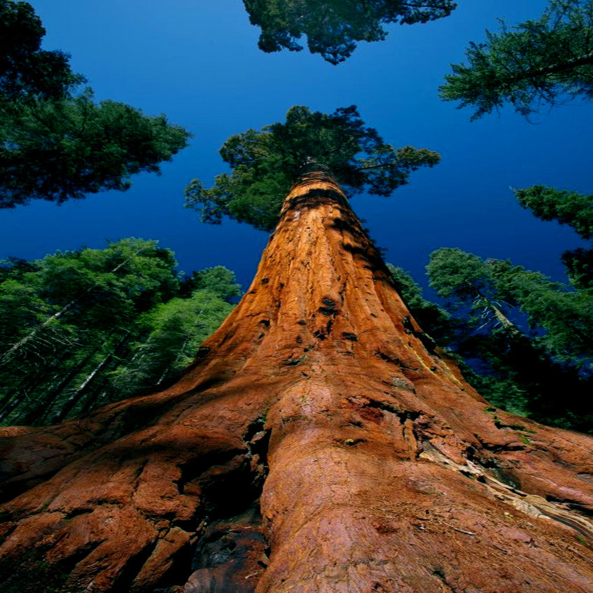 Tall California Coast Redwood tree trunk with a blue sky background